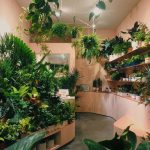 Plants and Friends to Open New Nursery in Hayes Valley