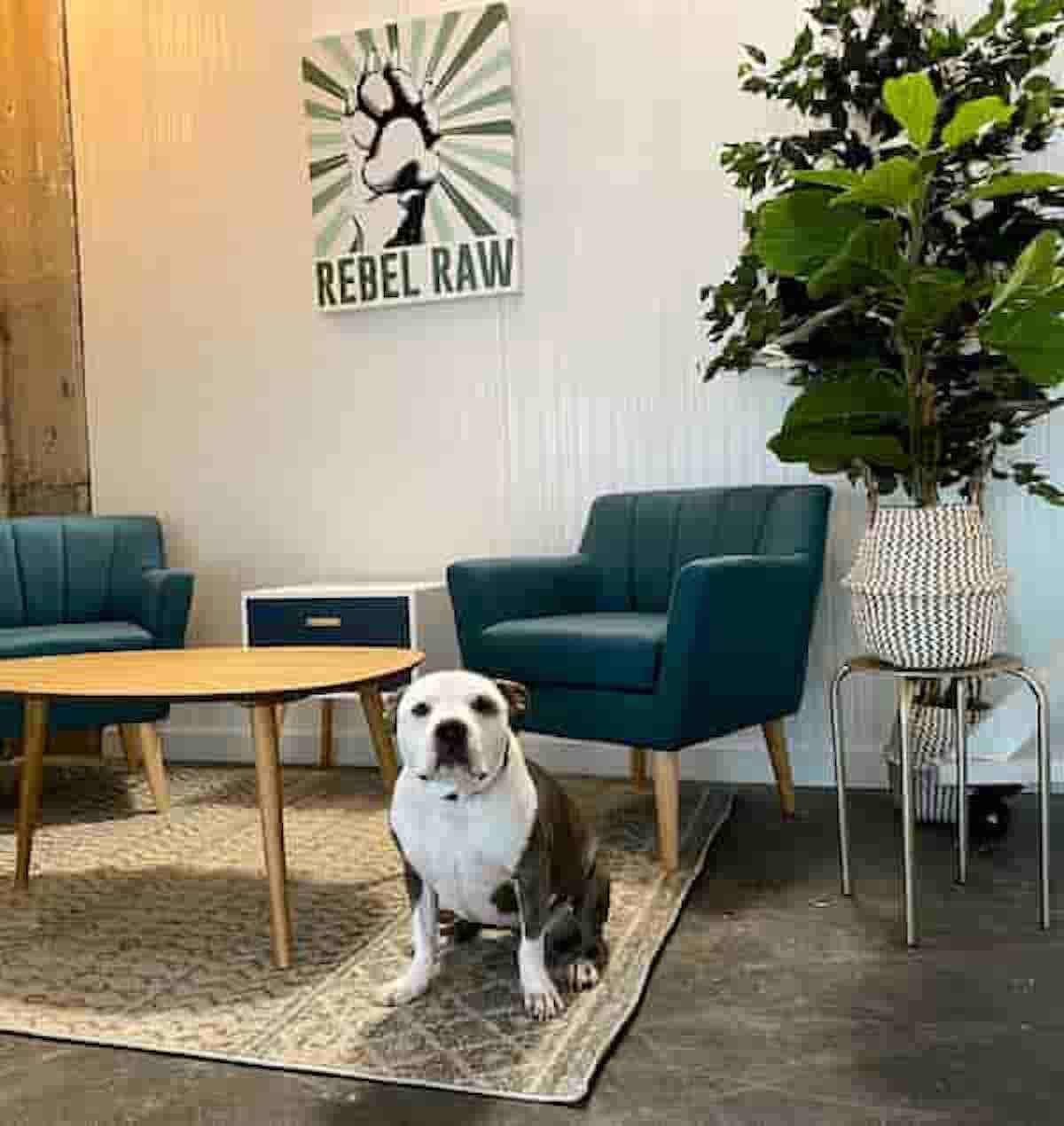 Rebel Raw is Renovating