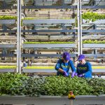 Bowery Farming Announces New 'Smart' Indoor Farm in Georgia