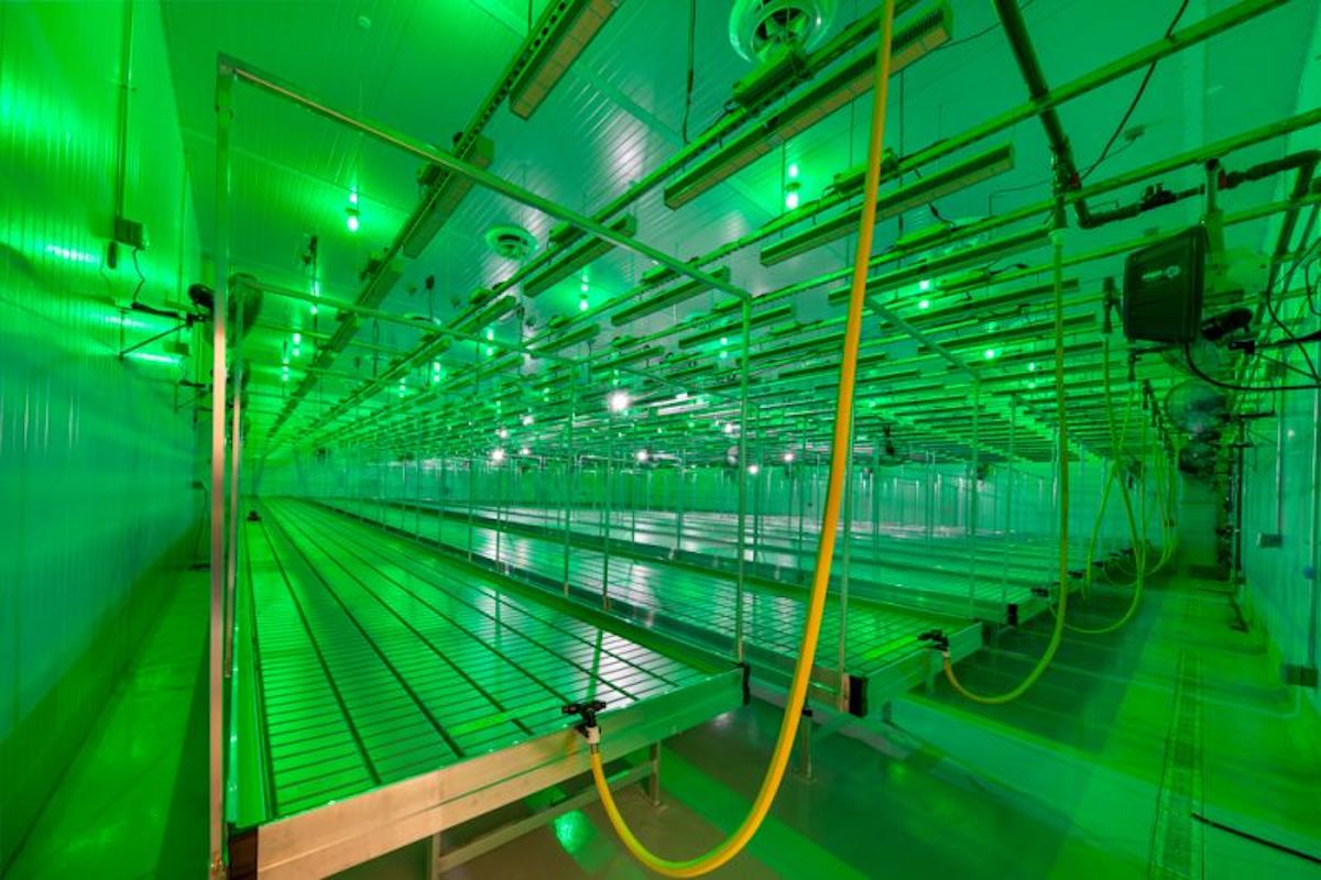 With Georgia’s Cannabis Growers in Legal Limbo, a Long Wait for First Stores to Open - Photo 1