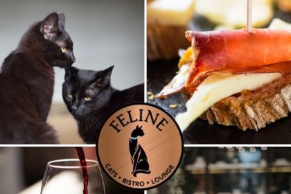 Tapas and Cat Adoption to Converge at Feline, Opening Spring 2023