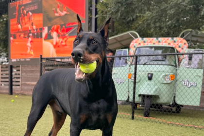 Dips Kitchen Now Open at Fetch Park