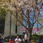 Nashville Cherry Blossom Festival is Just Around the Corner