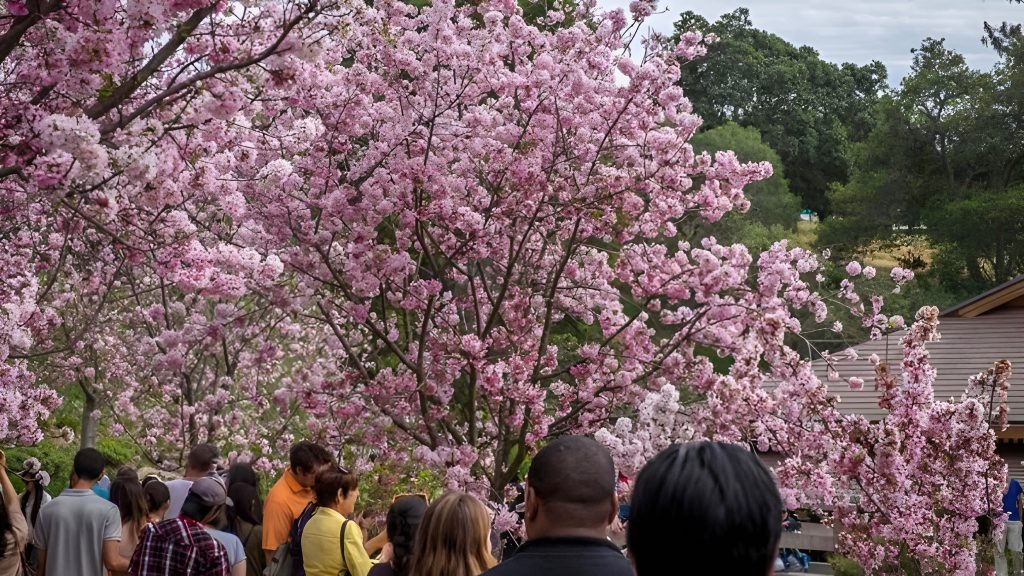 cherry blossom