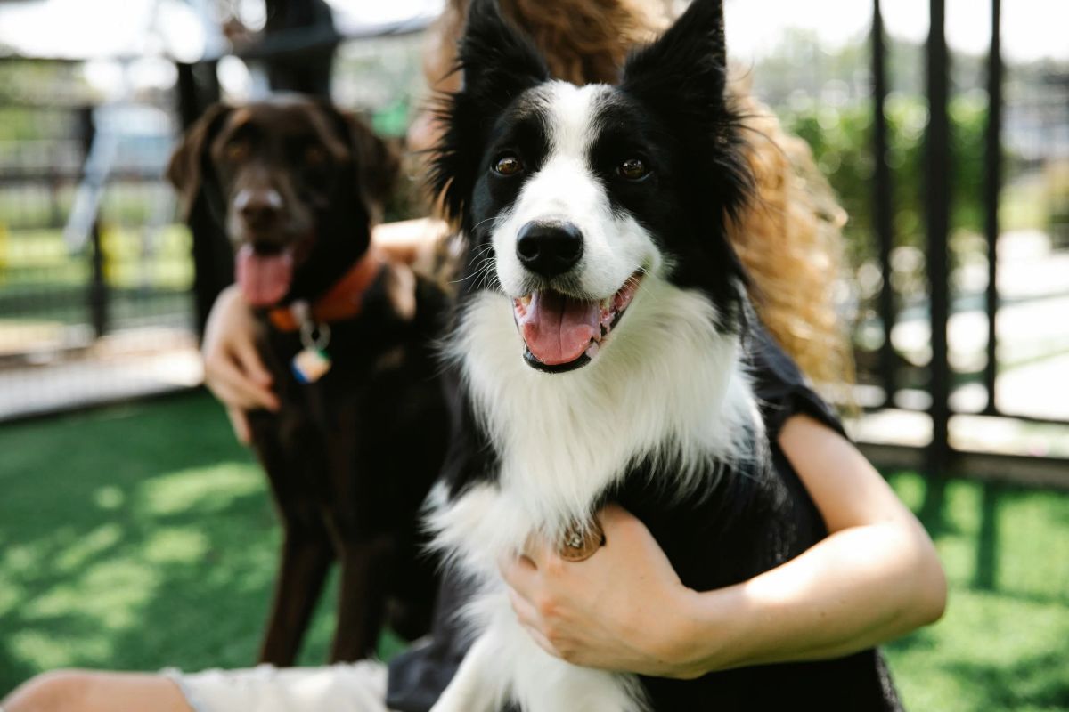 Dougie's Dog Bar Will Welcome Both Two and Four-Legged Friends