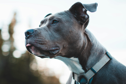 Franchisee Inks Three-Unit Deal to Bring Sparkle Grooming Co. To Atlanta