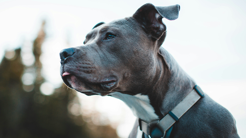 Franchisee Inks Three-Unit Deal to Bring Sparkle Grooming Co. To Atlanta