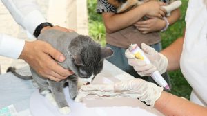 The mobile veterinary service provider from Houston, Texas, intends to restructure its finances, manage debtor obligations, and continue operations under the court’s guidance through the proceedings.​