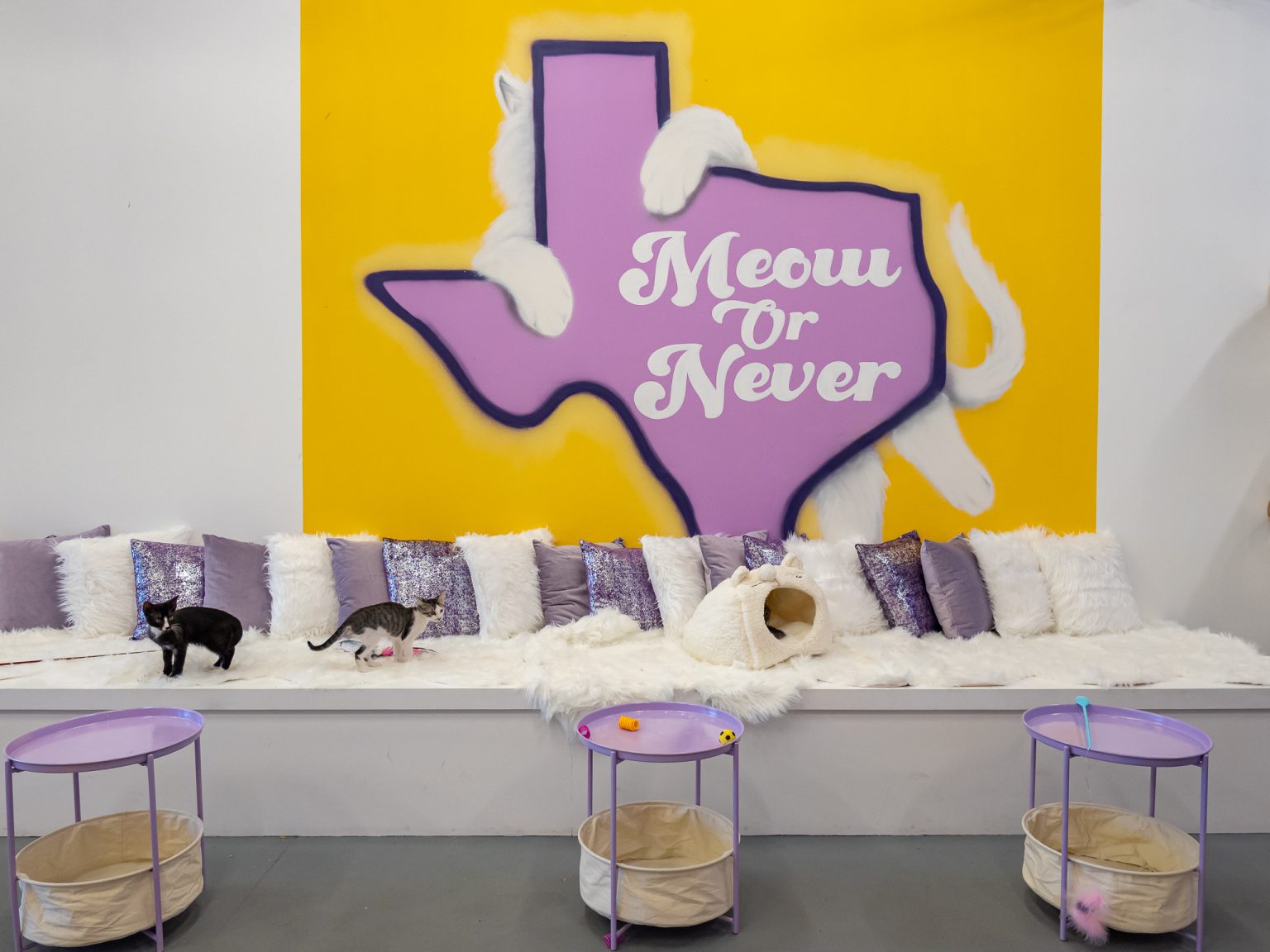 Purr-Fecto Cat Lounge to Open in the Southtown Lone Star District