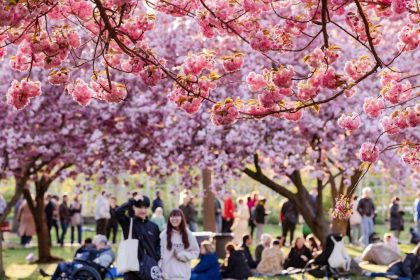 The event, called Hanami Nights, will transform the area into a springtime spot and feature scenic views, live performances, and a variety of food and drink options.