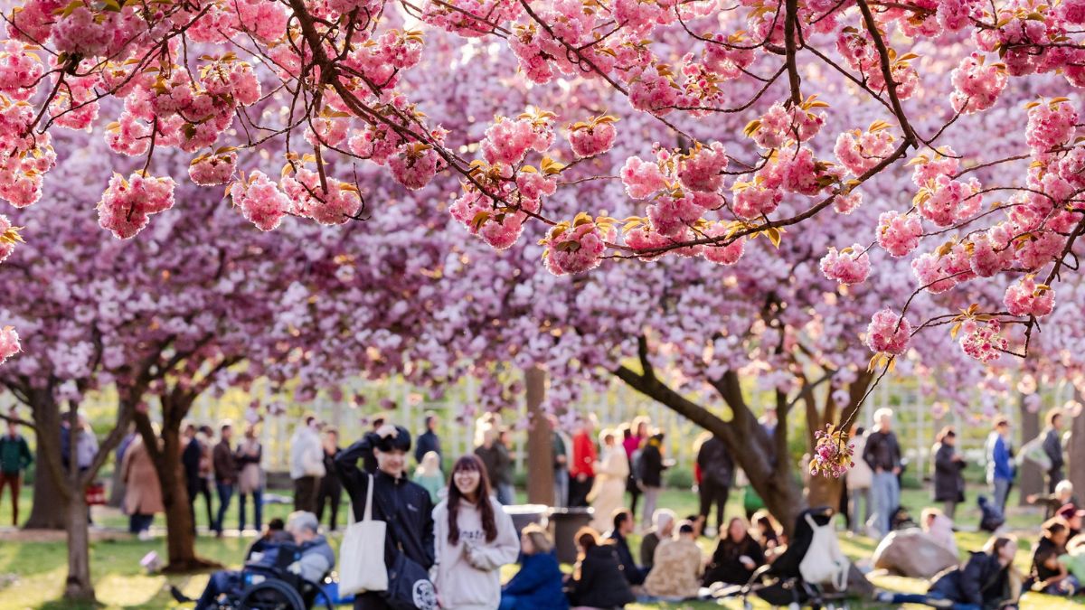 The event, called Hanami Nights, will transform the area into a springtime spot and feature scenic views, live performances, and a variety of food and drink options.