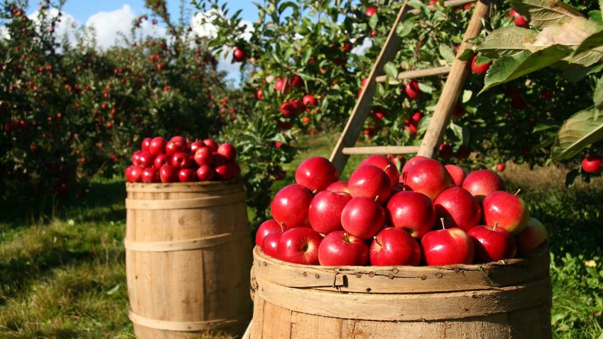 Brewster Heights Packing & Orchards, LP filed a bankruptcy petition