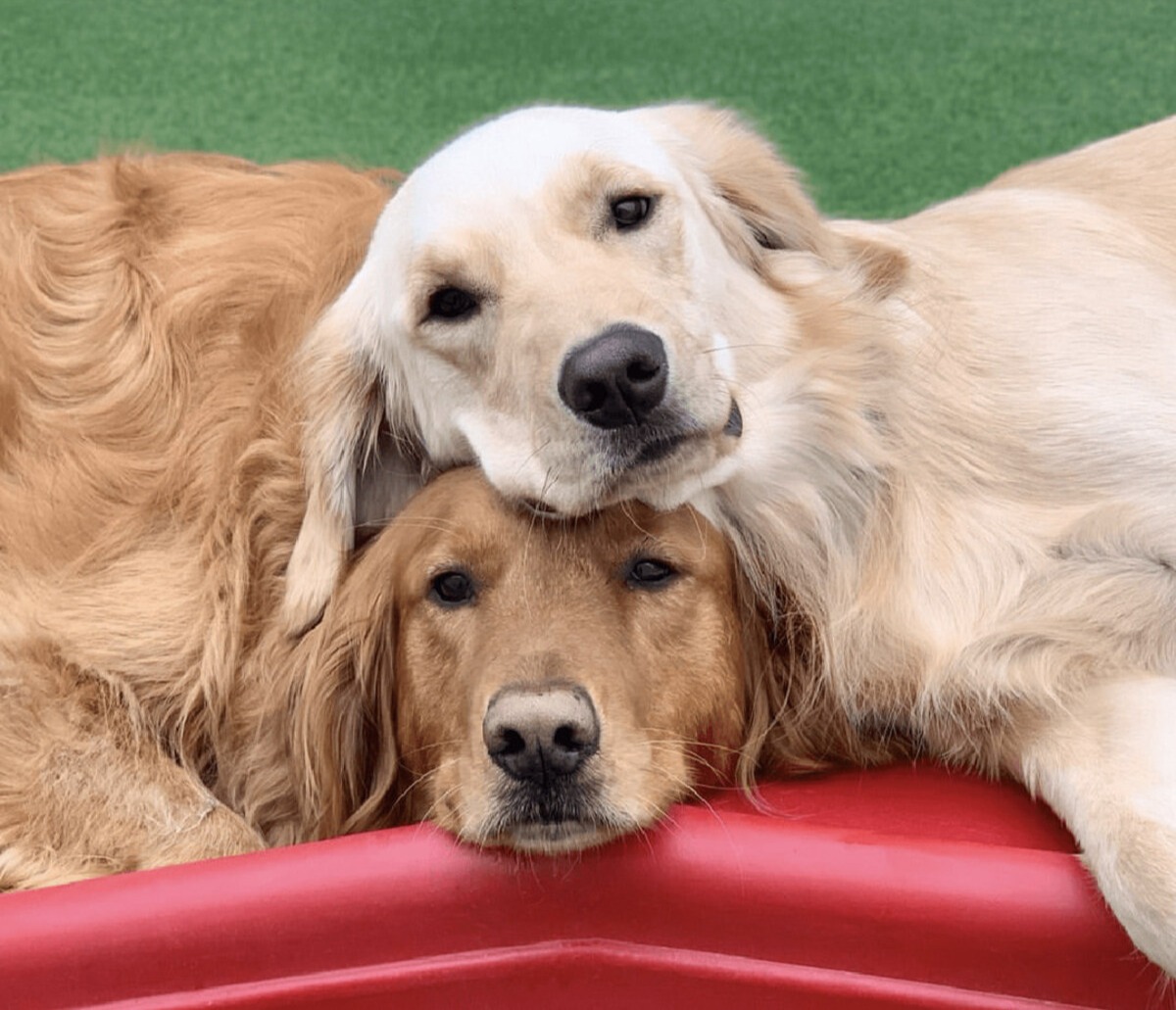 Camp Bow Wow planning new Dog Daycare and boarding Facility in New Braunfels.