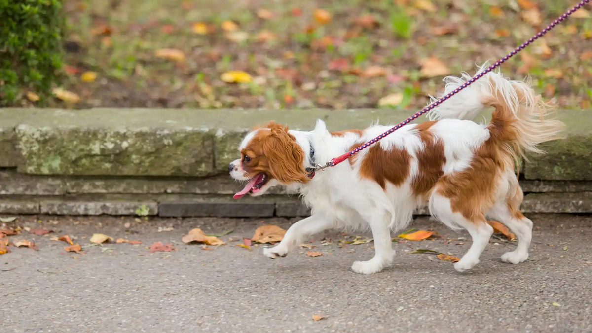 Walk! ATX Pet Care Filing Plans New Building on Emerald Forest Drive