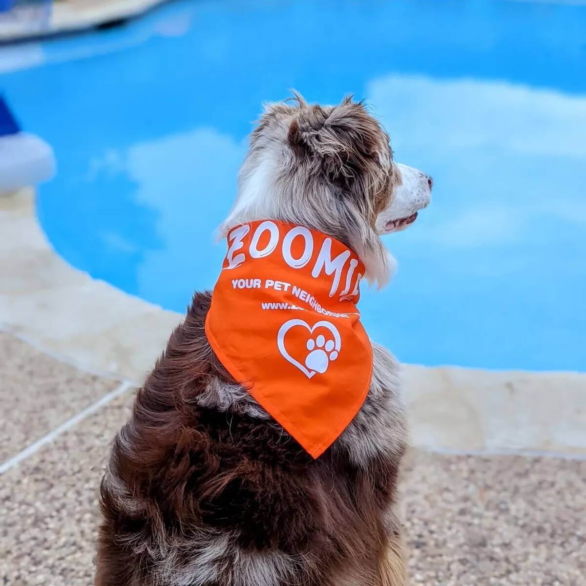 Zoomies Plans Indoor Dog Park, Café and Bar in Chicago’s Avondale Neighborhood