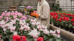 Greenstreet Growers, Inc. files for bankruptcy