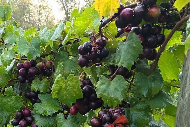 Neeld Family Vineyards Planning Newport Beach Location
