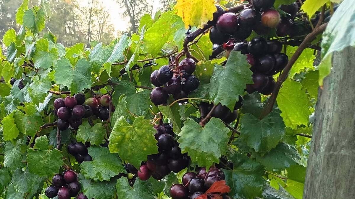Neeld Family Vineyards Planning Newport Beach Location